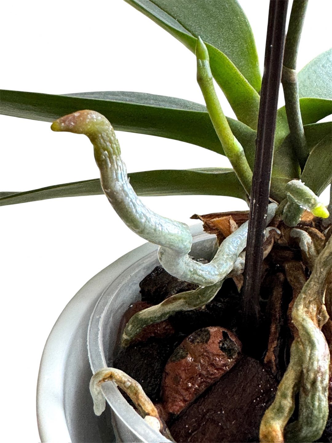 Luftwurzeln1-980x1307