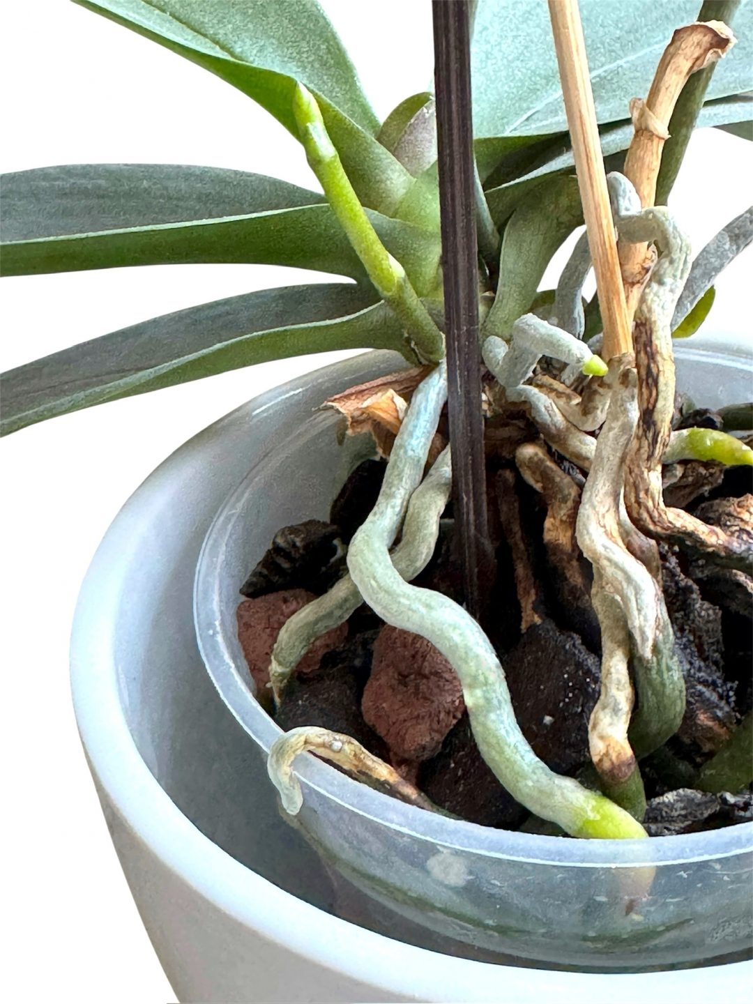 Luftwurzeln3-980x1307